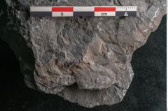 Foto (Detailansicht) von Senftenbergia crenata Lindl. et H. (NHMW-GEO-2024-0188-10944)